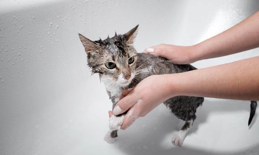 a que edad se puede bañar un gato