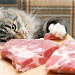 dieta barf gatos