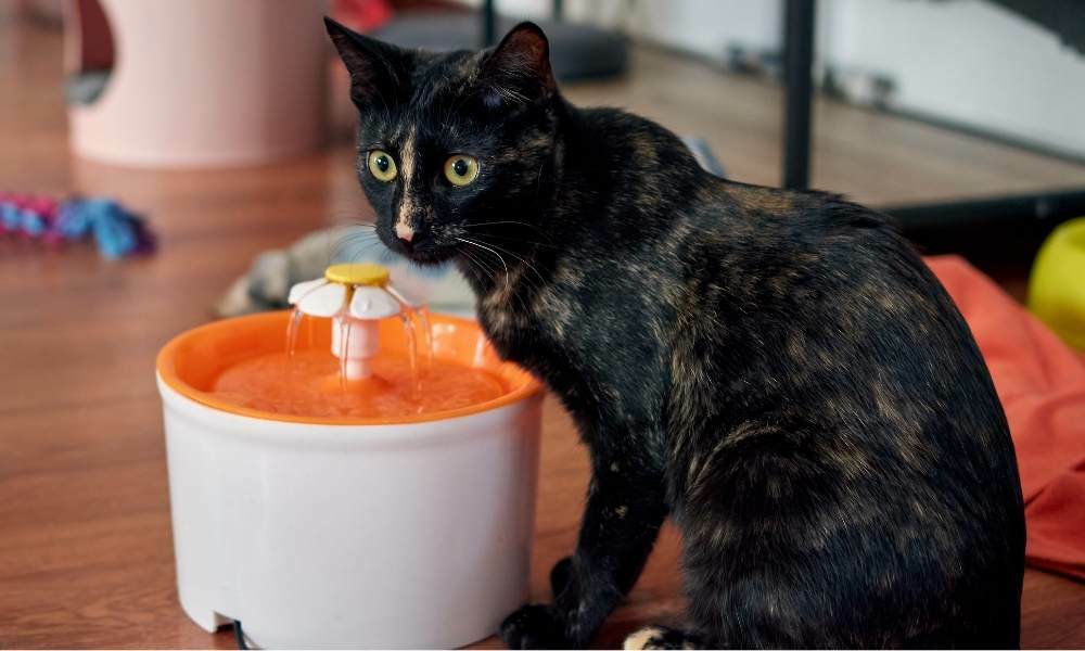 fuente de agua para gatos ceramica