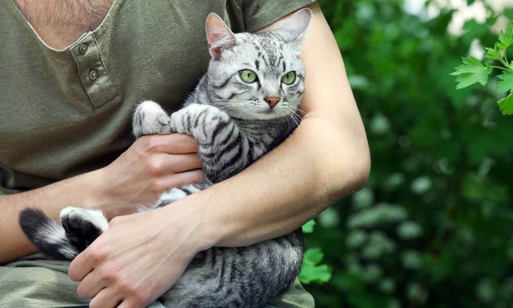 beneficios de tener gatos abrazados