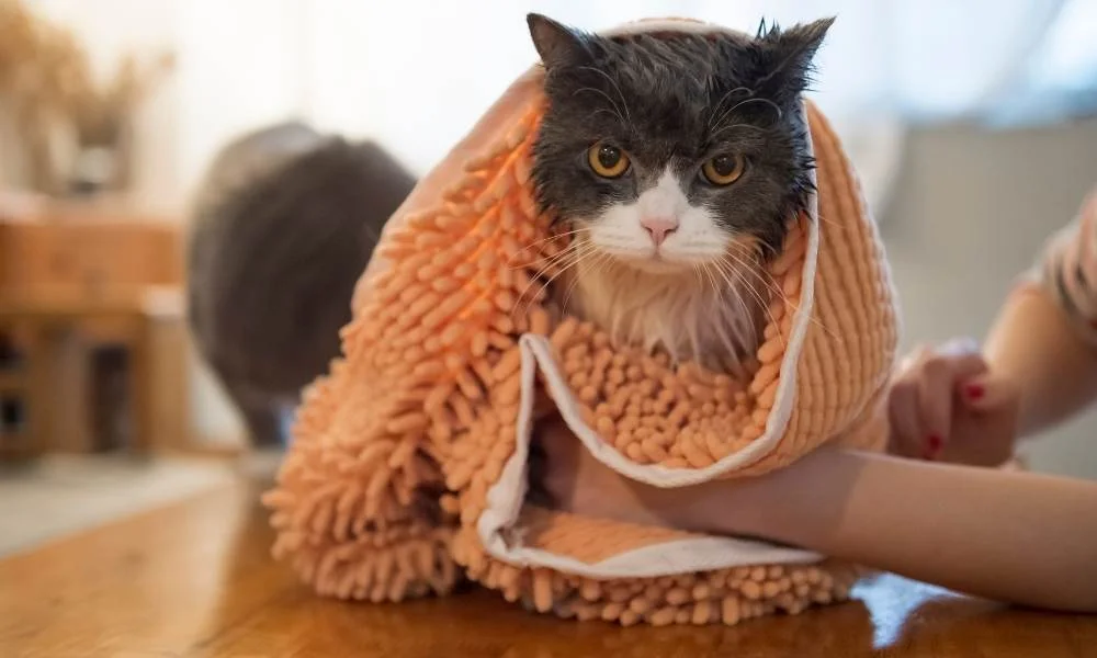 tips para bañar a un gato
