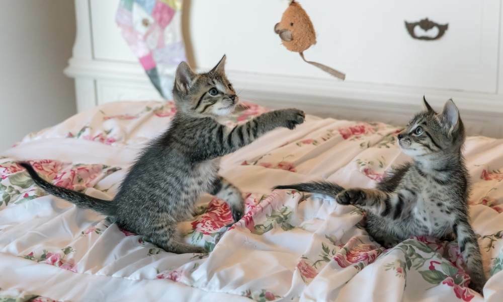 dos gatitos jugando