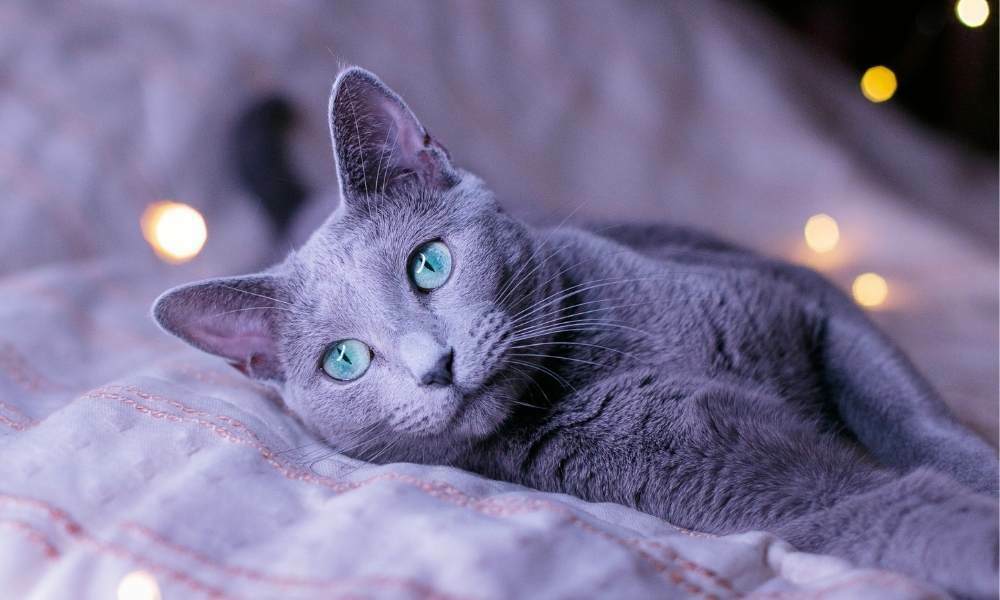 gato azul ruso bee