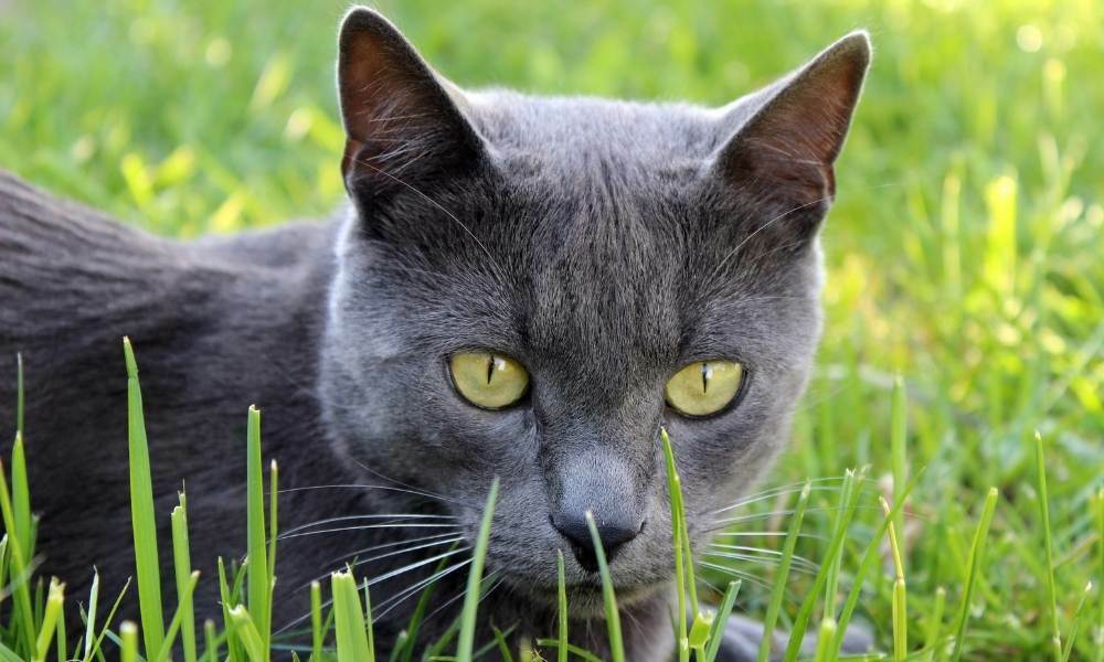 gato azul ruso caracter