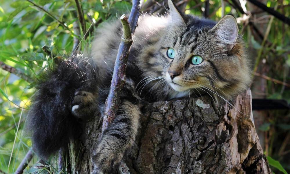 gato noruego del bosque tamaño