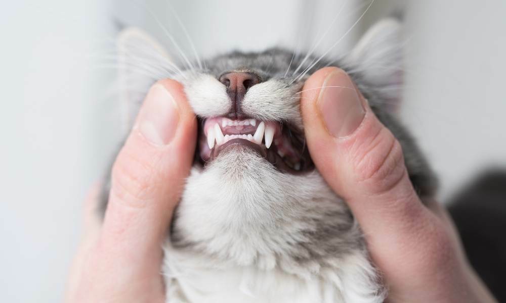 los gatos cambian los dientes
