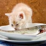 los gatos pueden comer pescado