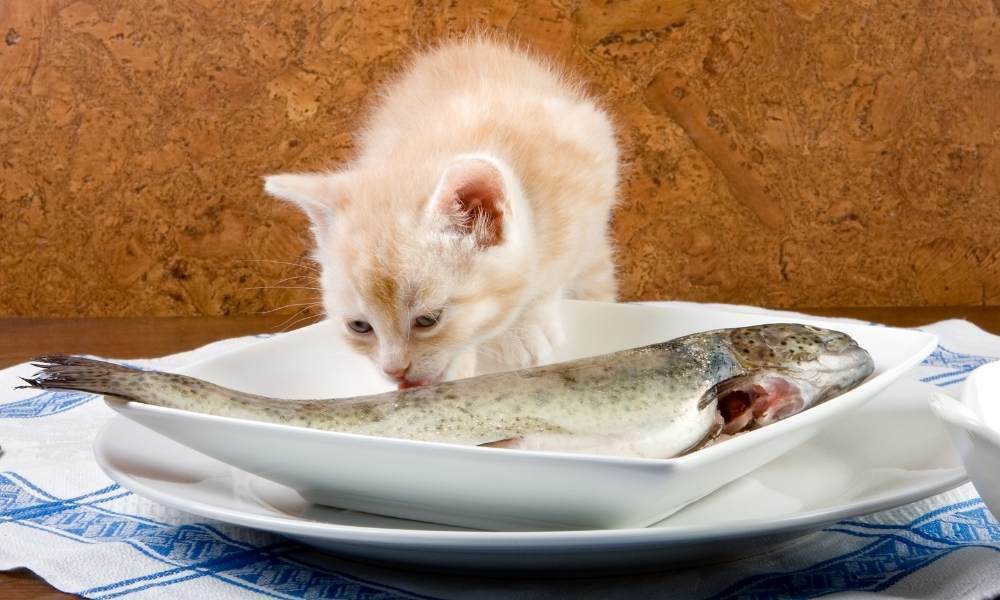 los gatos pueden comer pescado